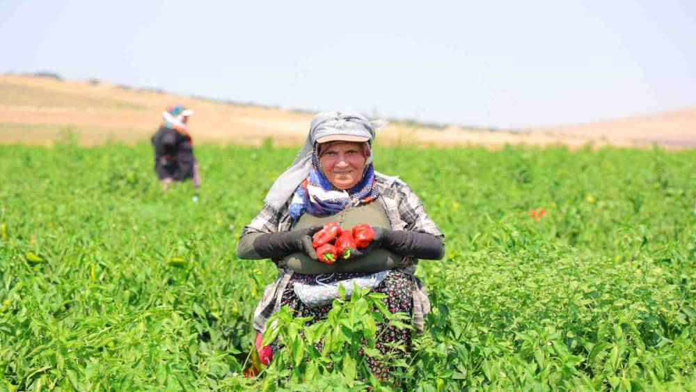 Kahramanmaraş&rsquo;ta sal&ccedil;alık biber hasadı başladı
