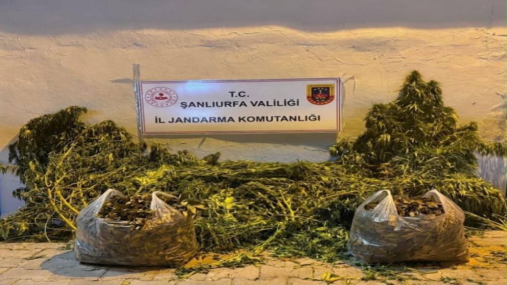 Şanlıurfa&rsquo;da 625 k&ouml;k kenevir ele ge&ccedil;irildi
