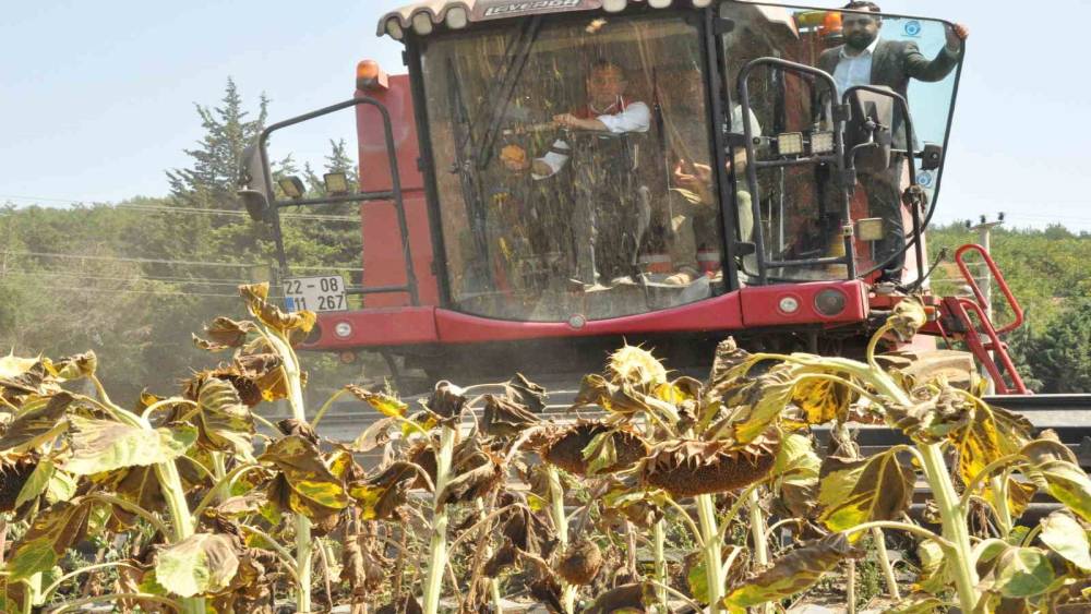 Tarım ve Orman Bakan Yardımcısı Gizligider Edirne&rsquo;de ay&ccedil;i&ccedil;eği hasadına katıldı
