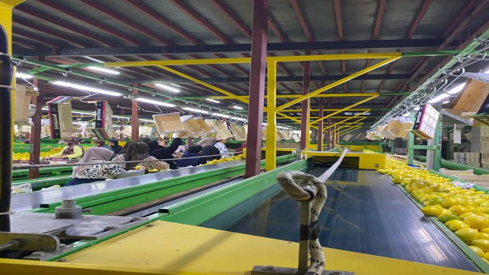 Yurt dışına satılan limonda pestisit kontrolleri s&uuml;r&uuml;yor
