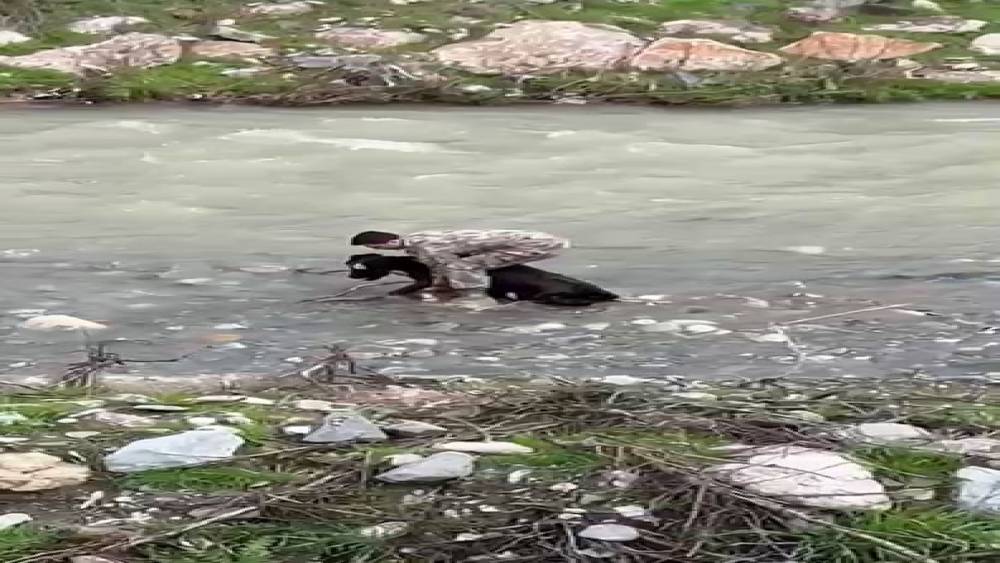 Siirt&rsquo;te dereye d&uuml;şen buzağı polis tarafından kurtarıldı
