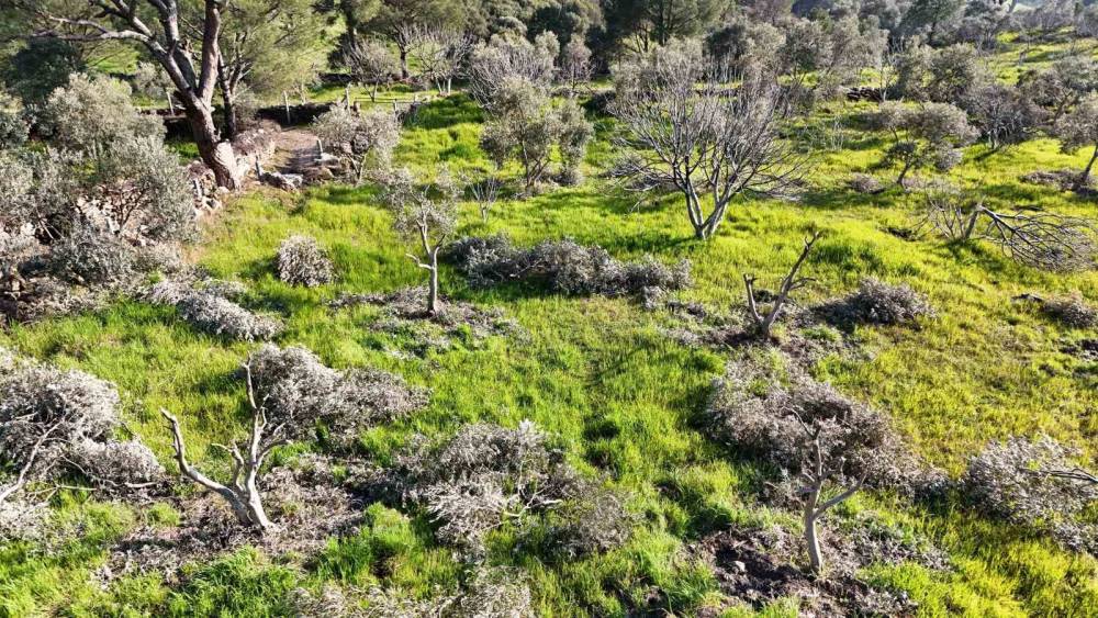 B&ouml;yle &ouml;fke g&ouml;r&uuml;lmedi, bir gecede y&uuml;zlerce incir ve zeytin ağacını kesip ortadan kayboldular
