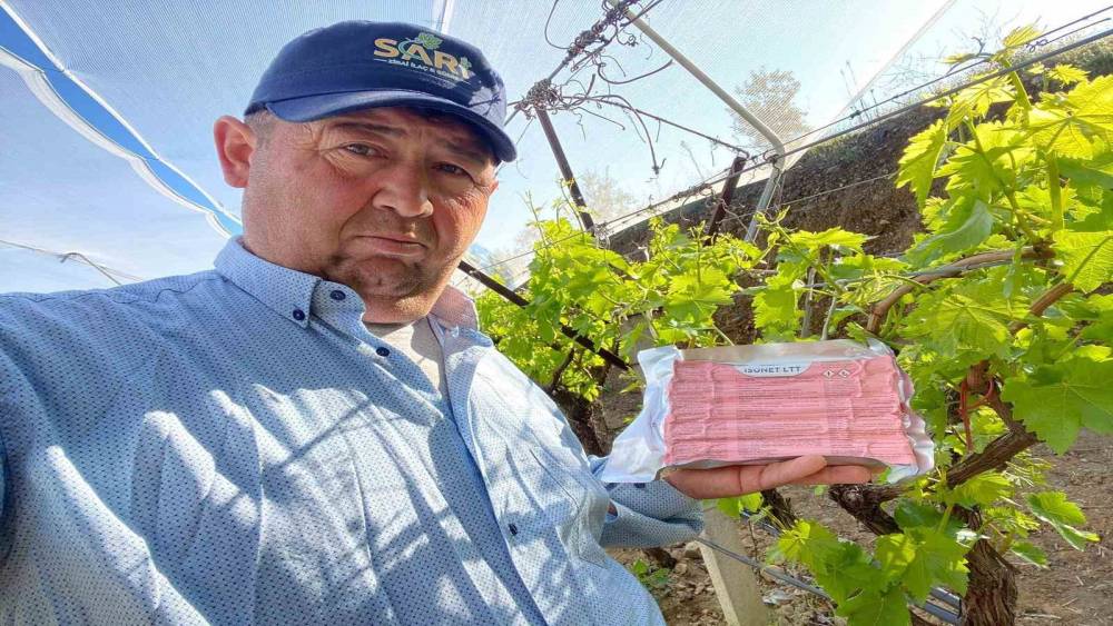 Sarıg&ouml;l Ovası&rsquo;nda &uuml;z&uuml;m bağlarında "Fenomen Tel" seferberliği
