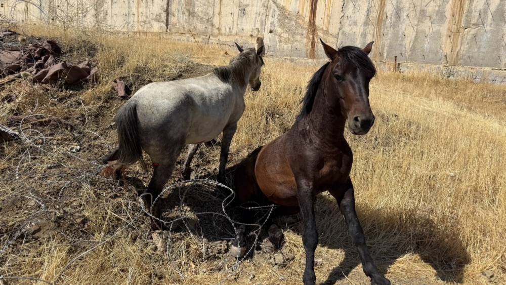 Sınır telleri arasında mahsur kalan atlar kurtarıldı
