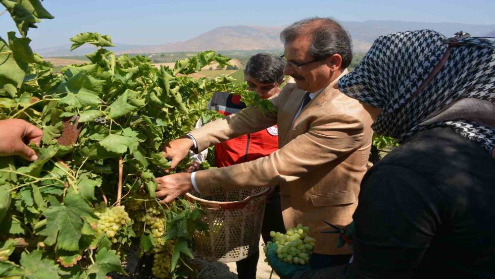 Kaymakam G&uuml;ldoğan bağa girip &uuml;z&uuml;m kesti
