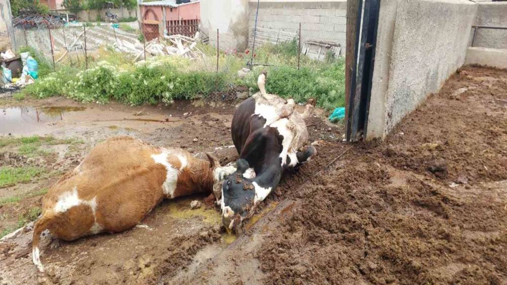 Niğde&rsquo;de yıldırım d&uuml;şmesi sonucu iki inek telef oldu
