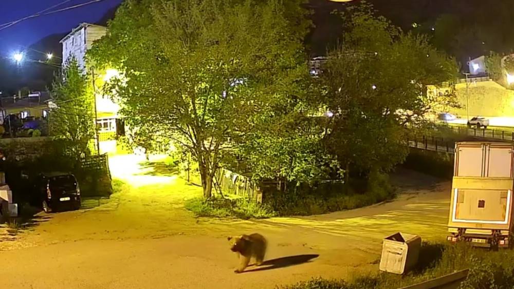 G&uuml;m&uuml;şhane&rsquo;de şehir merkezinde yiyecek arayan ayı kamerada
