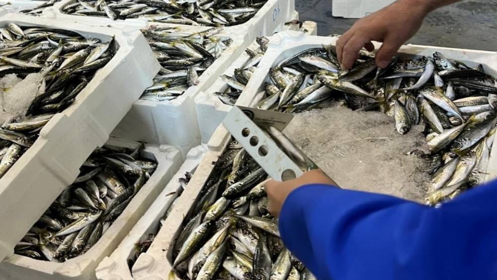 İzmir&rsquo;de balık hali denetimi: 241 kilo ka&ccedil;ak su &uuml;r&uuml;nleri ele ge&ccedil;irildi
