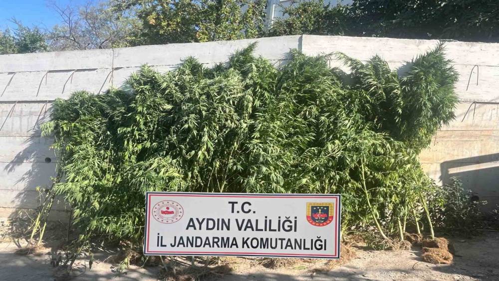 Efeler&rsquo;de ikamette 250 k&ouml;k kenevir ele ge&ccedil;irildi
