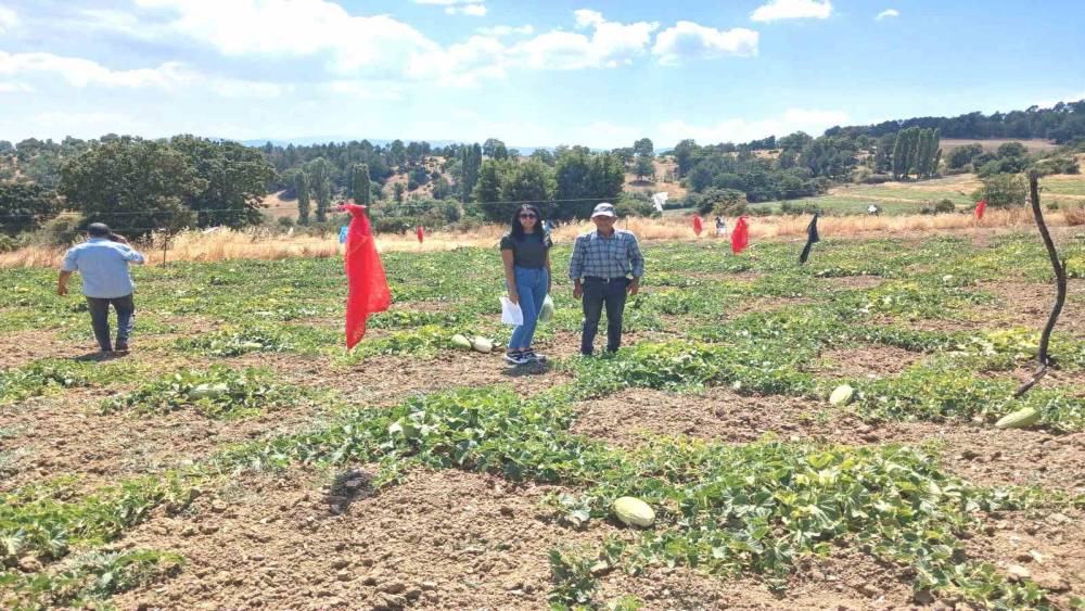Emet G&ouml;ncek k&ouml;y&uuml;nde organik kavun &uuml;retim alanları denetlendi
