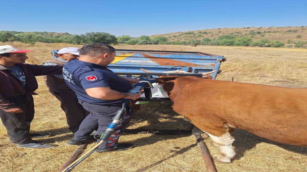 Bolu&rsquo;da ineğin kafası tarım aletine sıkıştı
