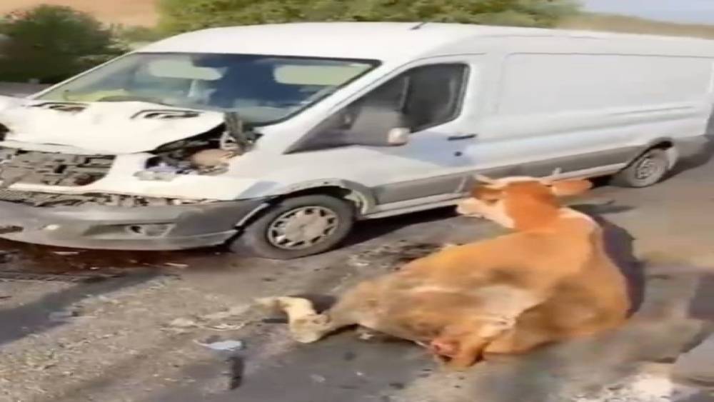 Minib&uuml;s&uuml;n &ccedil;arptığı inekler son anda kesildi
