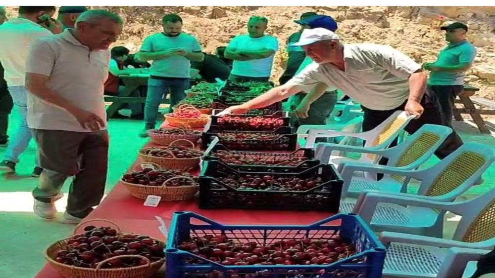 Hisarcık Kutlubeyler k&ouml;y&uuml;nde Kiraz Festivali coşkusu
