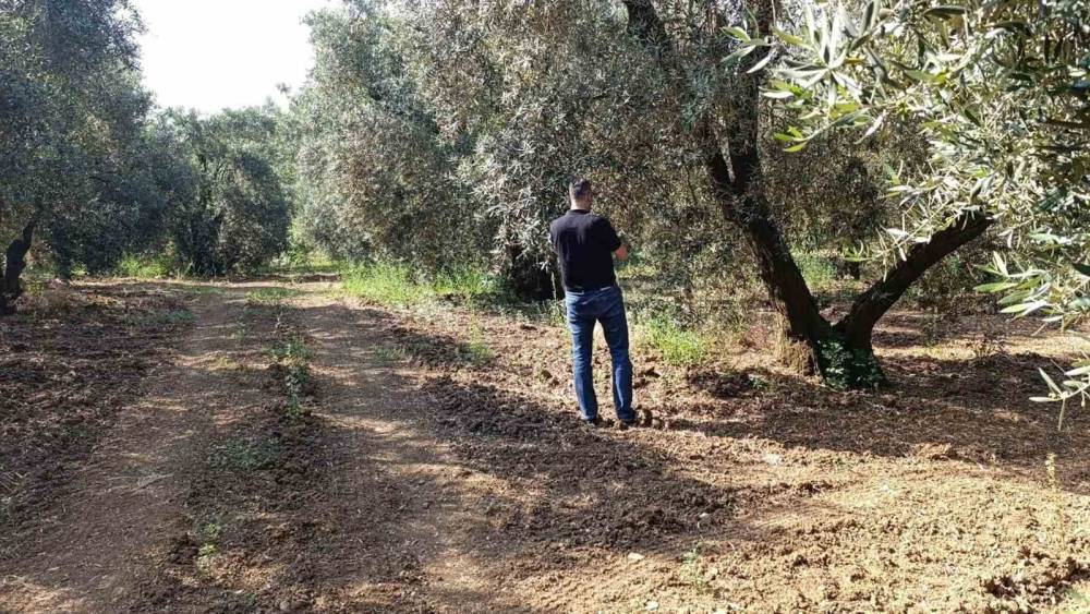 Zeytin sineğine karşı entegre m&uuml;cadele &ccedil;alışmaları hız kesmeden devam ediyor
