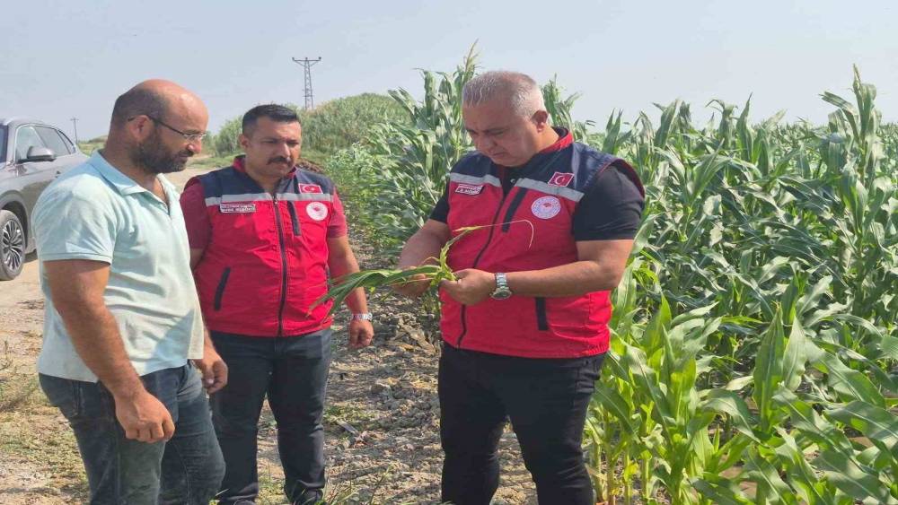 Antakya&rsquo;da mısır hasadı devam ediyor
