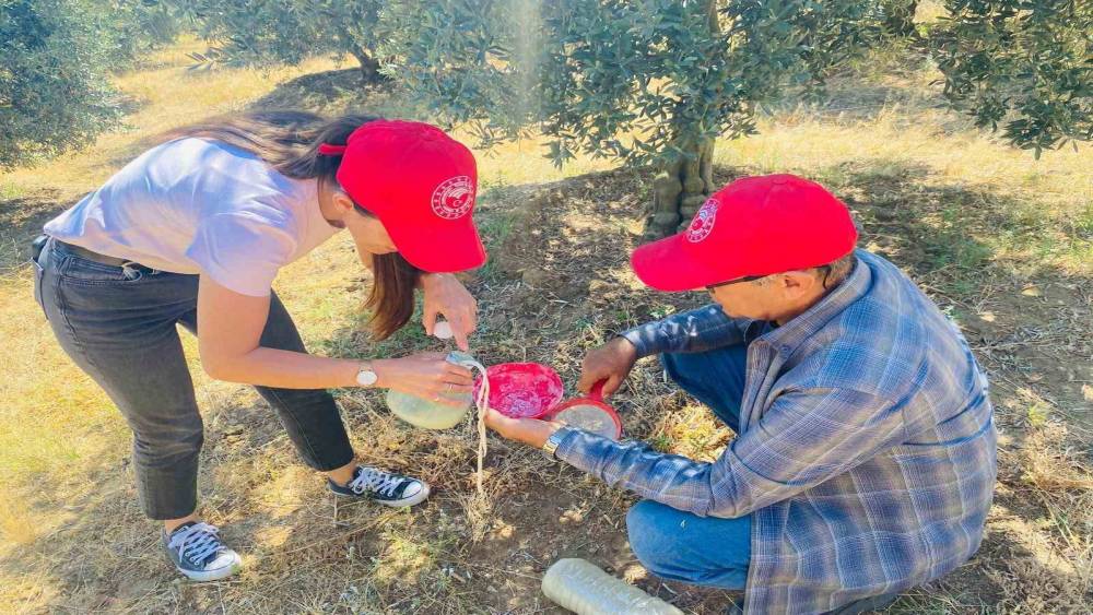 Salihli&rsquo;de &lsquo;zeytin sineği&rsquo; uyarısı
