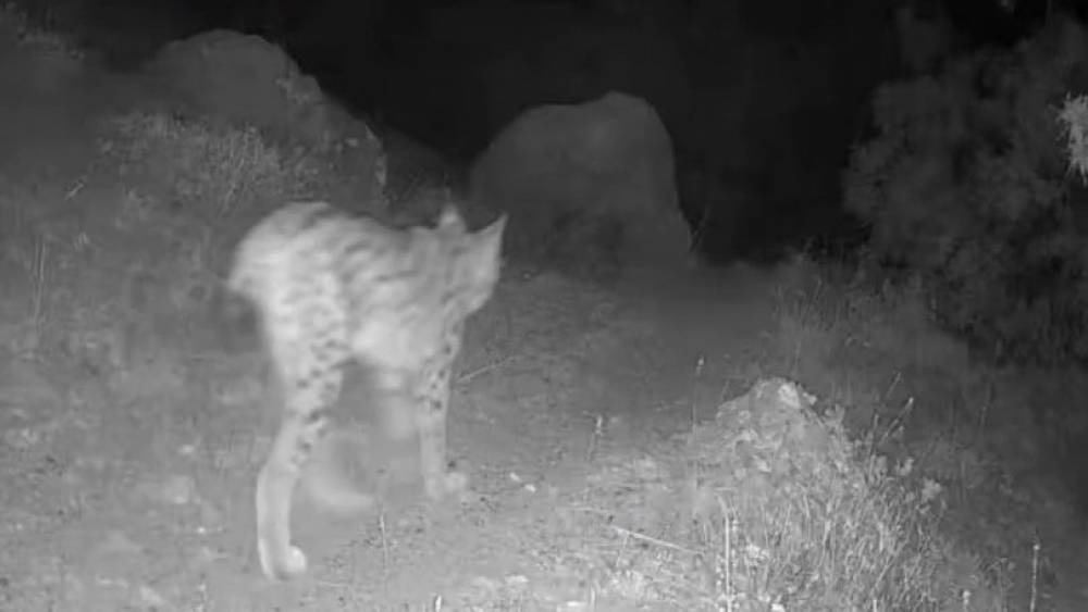 Tunceli&rsquo;nin doğal yaşamı fotokapanla g&ouml;zler &ouml;n&uuml;ne serildi
