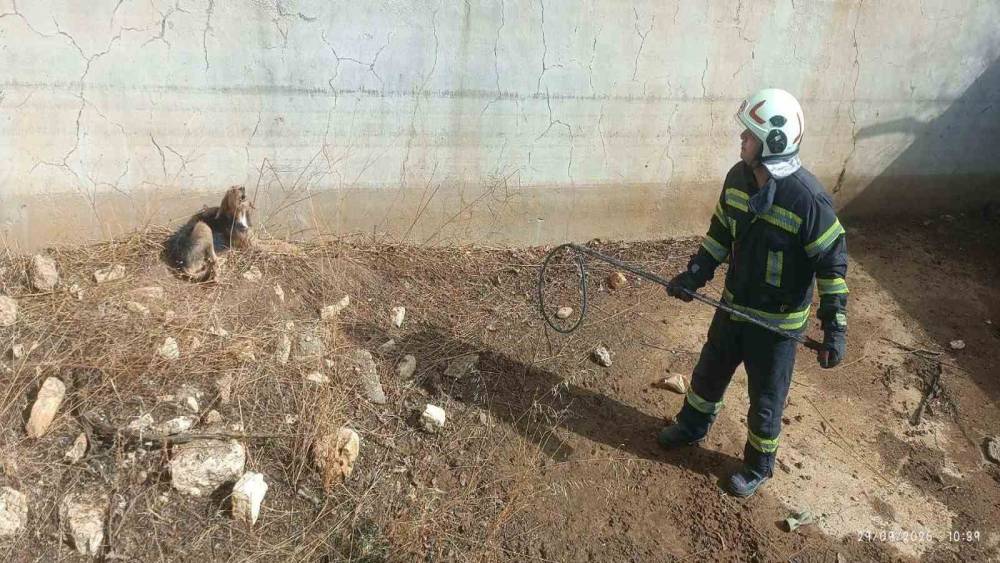 Kuru havuzda mahsur kalan k&ouml;pek kurtarıldı
