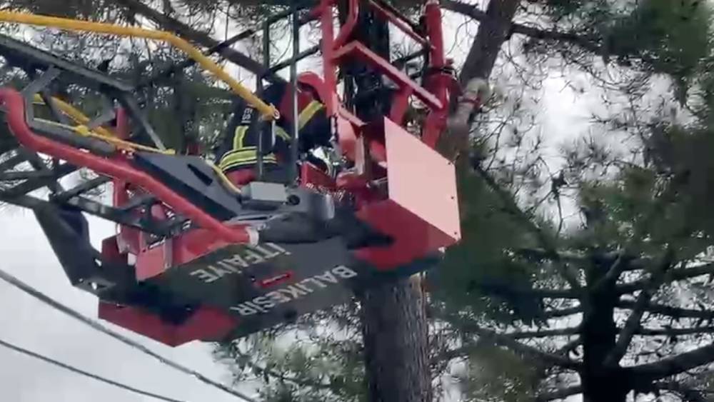 Ağa&ccedil;ta mahsur kalan kediyi itfaiye kurtardı
