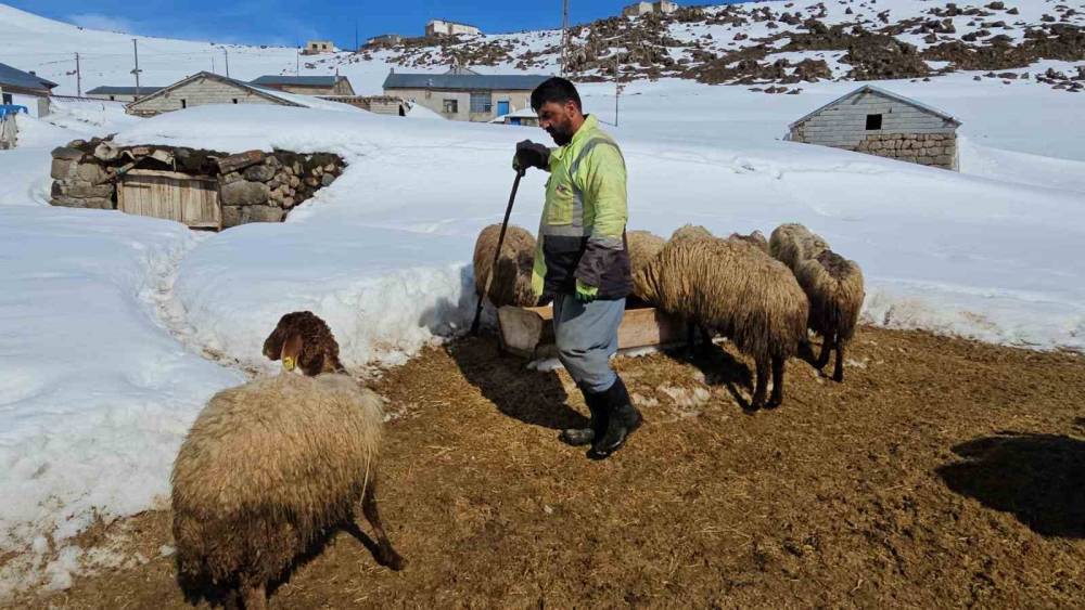 S&uuml;phan Dağı&rsquo;nın eteğinde zorlu hayvancılık
