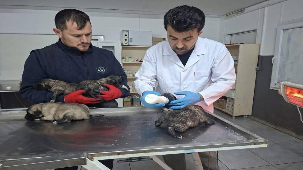 Kilis&rsquo;te 6 k&ouml;pek yavrusu yangından kurtarıldı
