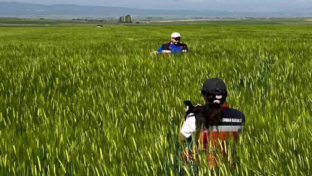K&uuml;tahya&rsquo;da sertifikalı tohumluk &uuml;retim parsellerinde tarla kontrolleri ger&ccedil;ekleştirildi
