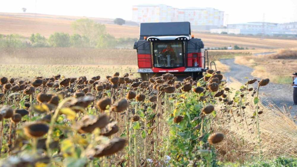 Yağlık ay&ccedil;i&ccedil;eği alım fiyatı a&ccedil;ıklandı: Y&uuml;zde 17,2 artış, ton başına 34 bin lira
