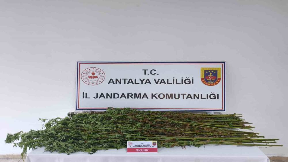 Serik&rsquo;te 80 k&ouml;k kenevir bitkisi ele ge&ccedil;irildi
