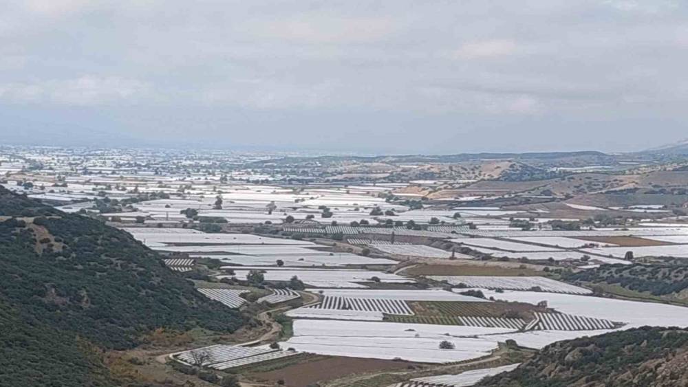 Sarıg&ouml;l&rsquo;de binlerce ton &uuml;z&uuml;m &ouml;rt&uuml; altında bekliyor
