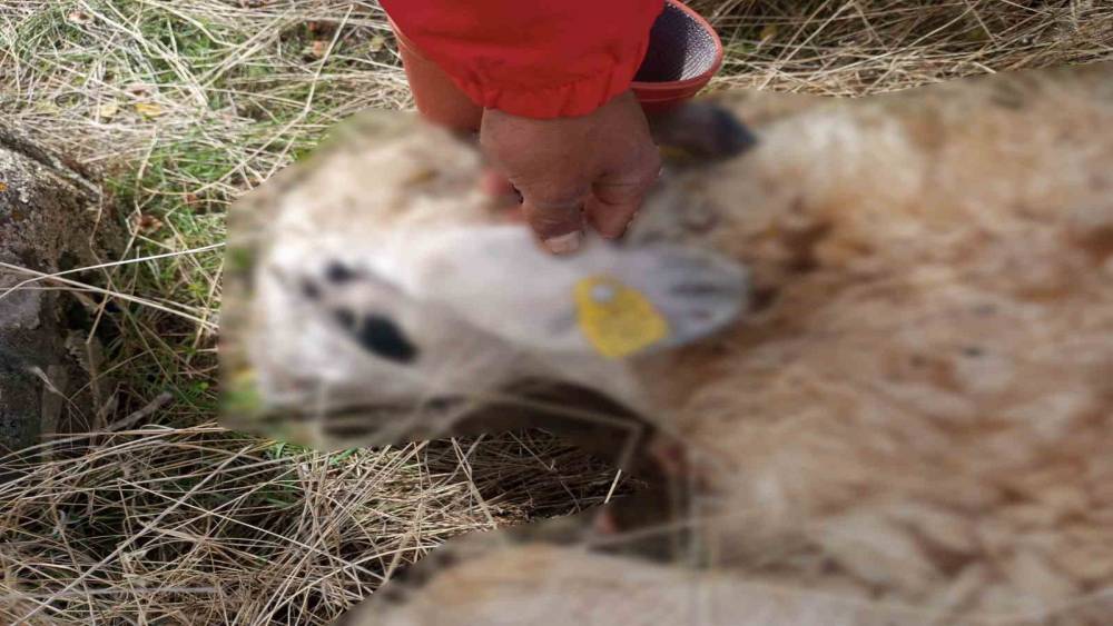 Tunceli&rsquo;de kurt saldırısı: 14 koyun telef oldu
