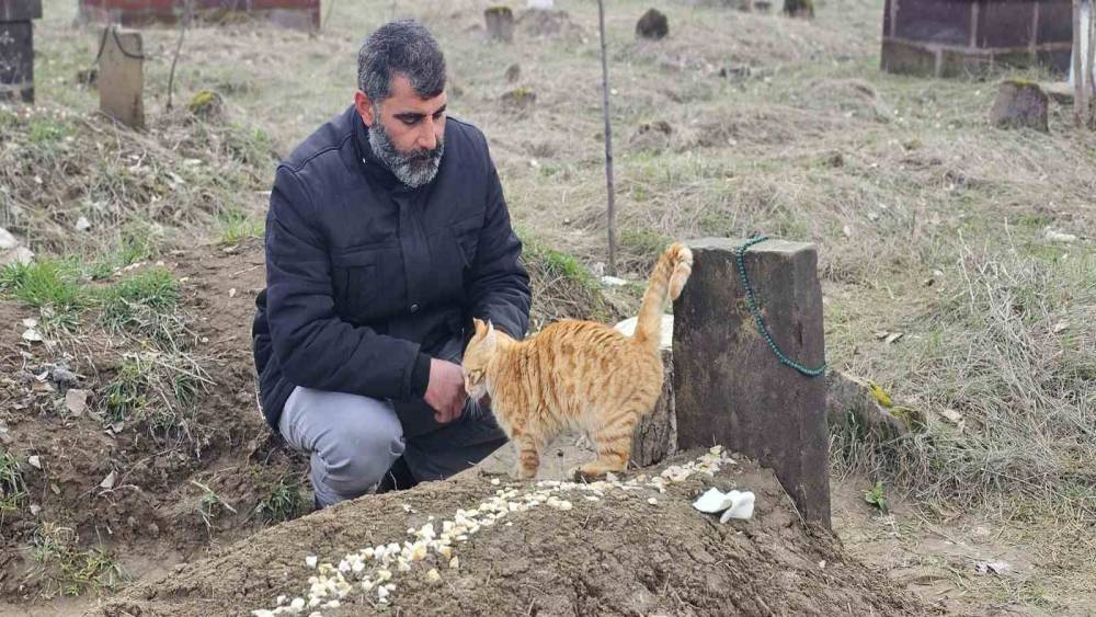 Muş&rsquo;ta 9 g&uuml;n &ouml;nce &ouml;ld&uuml;r&uuml;len adamın kedileri mezarının başından ayrılmıyor
