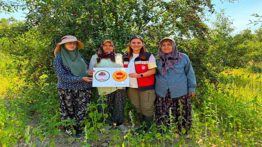 Şaphane vişnesi i&ccedil;in tescil &ccedil;alışmaları s&uuml;r&uuml;yor
