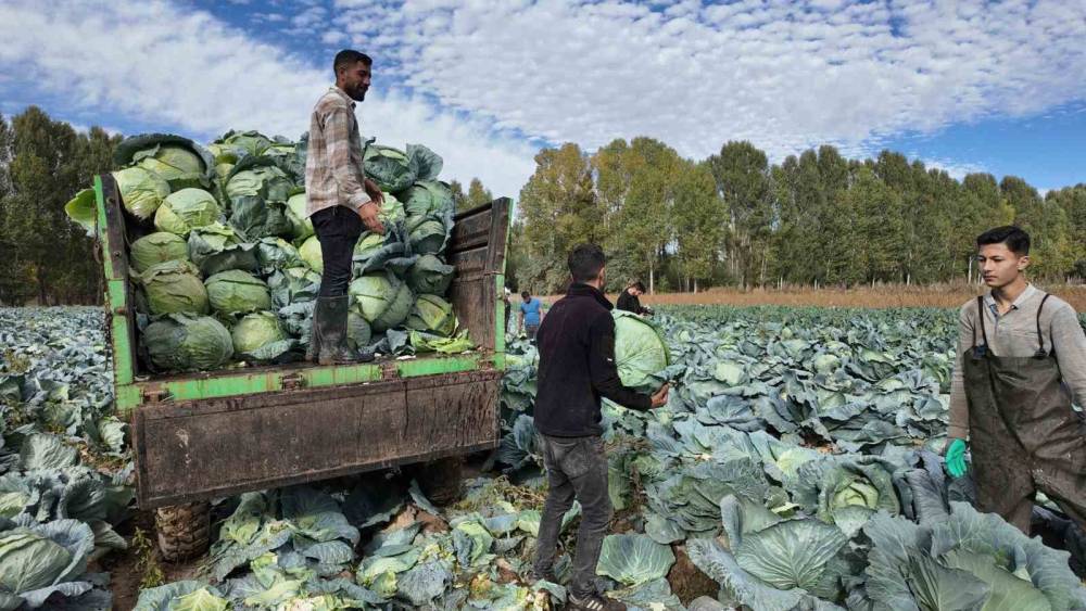 Erciş&rsquo;te tescilli lahana hasadı başladı
