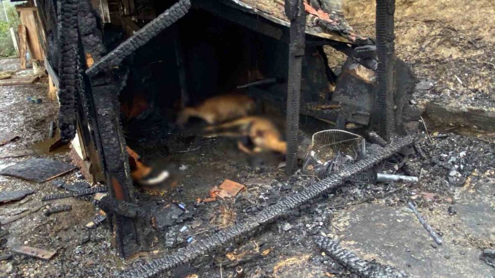 Kocaeli&rsquo;de ahır yangını: 34 hayvan telef oldu
