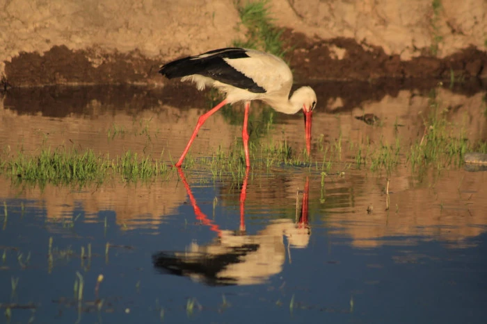 &ldquo;312 kuş t&uuml;r&uuml;n&uuml;n kayda ge&ccedil;tiği Erzurum Ovası&rsquo;nda d&uuml;zenlenen g&ouml;zlem etkinliği, doğa ve turizm bilincini artırmayı hedefledi.&rdquo;